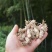湖南金蝉花，纯野生鲜货现挖，金蝉花，金蝉花，需要的联系
