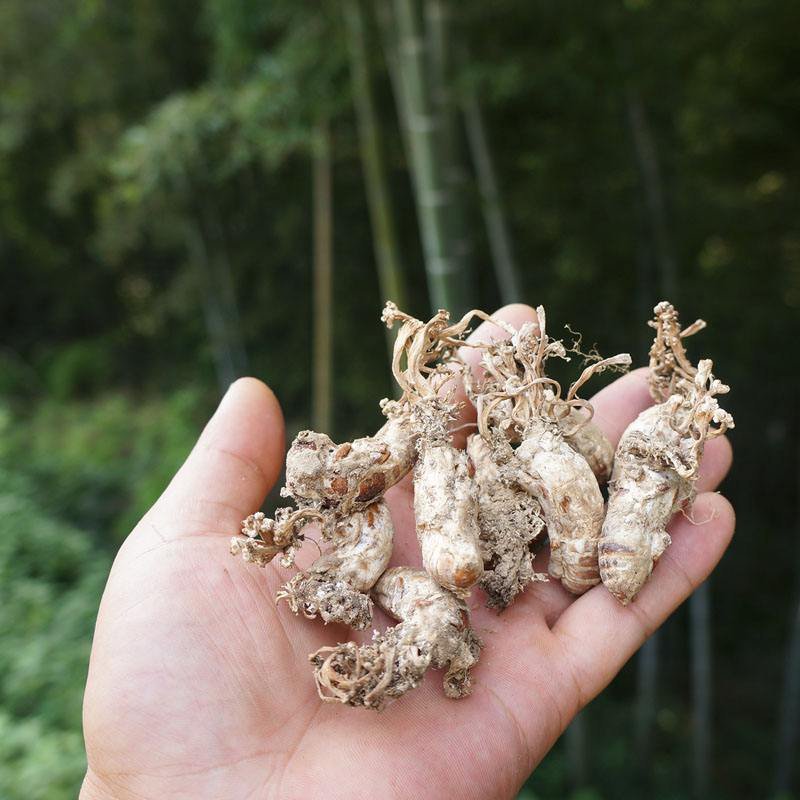 湖南金蝉花，纯野生鲜货现挖，金蝉花，金蝉花，需要的联系