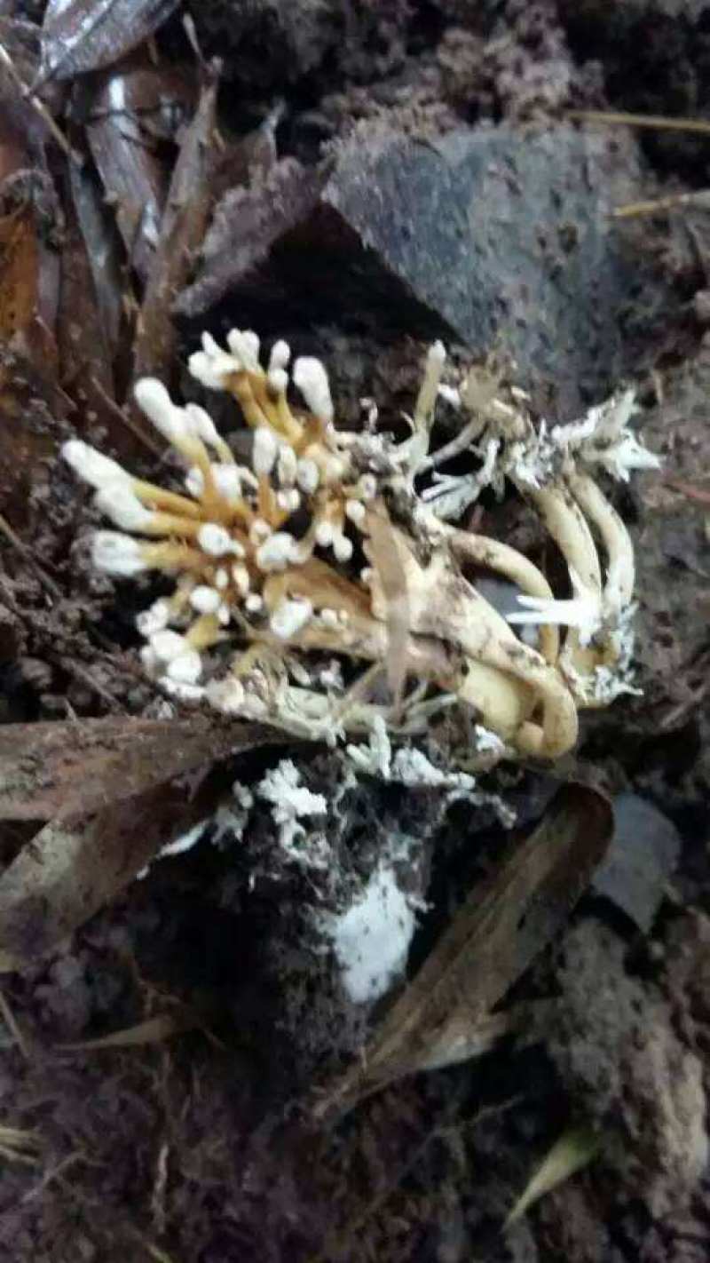 湖南金蝉花，纯野生鲜货现挖，金蝉花，金蝉花，需要的联系