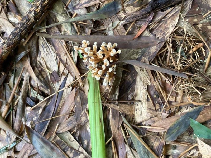 湖南金蝉花，纯野生鲜货现挖，金蝉花，金蝉花，需要的联系