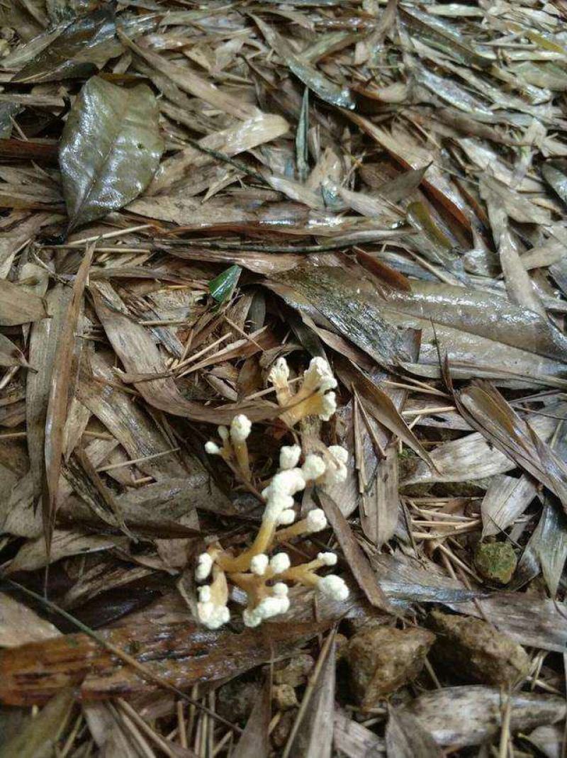 湖南金蝉花，纯野生鲜货现挖，金蝉花，金蝉花，需要的联系