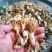 湖南金蝉花，纯野生鲜货现挖，金蝉花，金蝉花，需要的联系