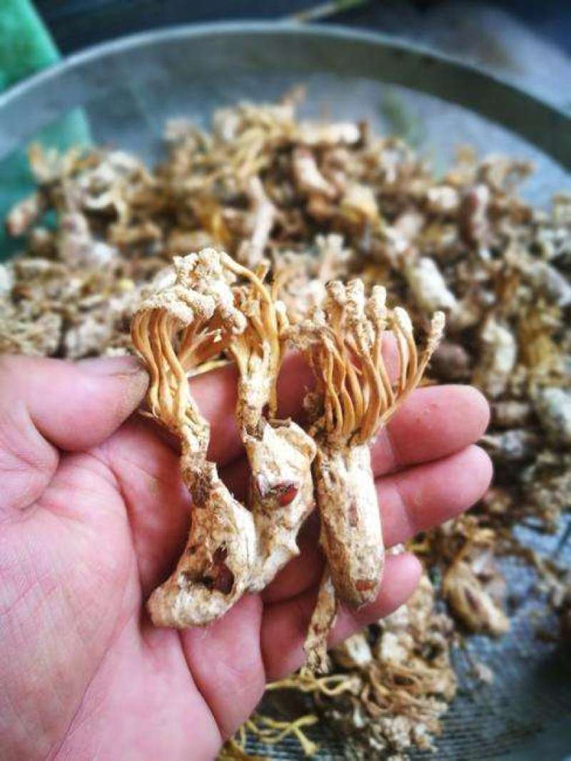 湖南金蝉花，纯野生鲜货现挖，金蝉花，金蝉花，需要的联系