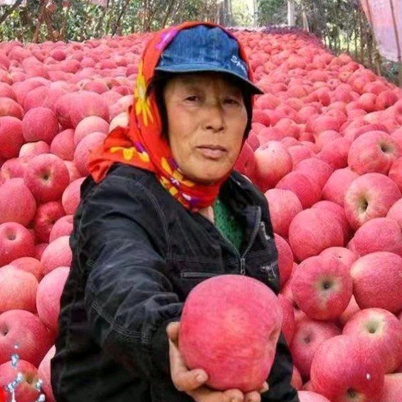 【山东苹果】山东苹果产地批发山东红富士苹果批发直销