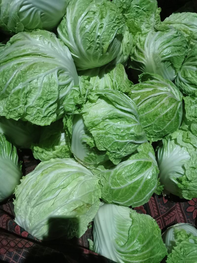 白菜大白菜精品货源产地一手货价格便宜欢迎采购