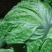 白菜大白菜精品货源产地一手货价格便宜欢迎采购