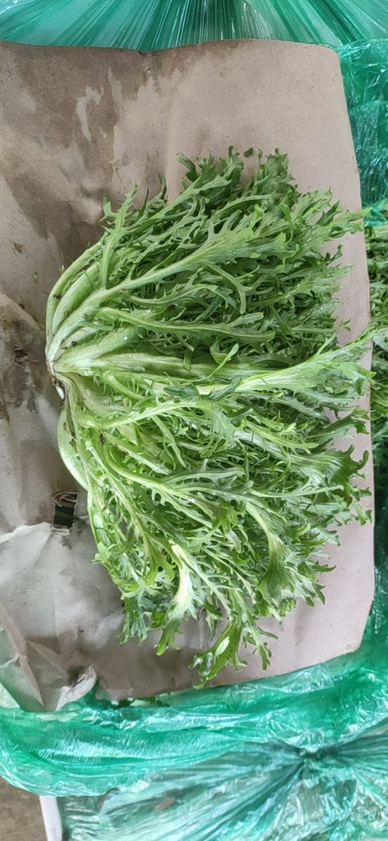 山东青州苦菊，菊花苦菊，小狗牙品种