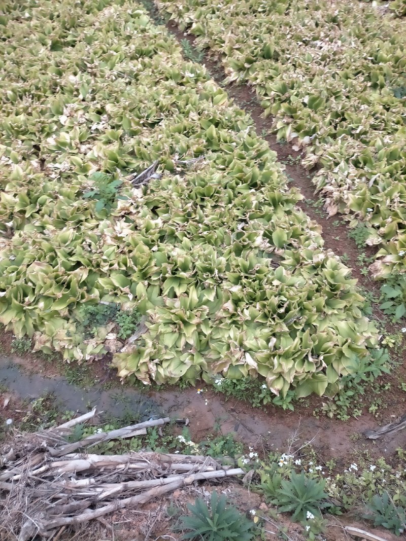 新鲜沙姜做出调料味香