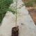 凤凰木树苗合适院子别墅院子种植树苗院子种植