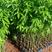 大椱木棉乔灌木木棉花绿化木路边种植种苗绿化工程树苗