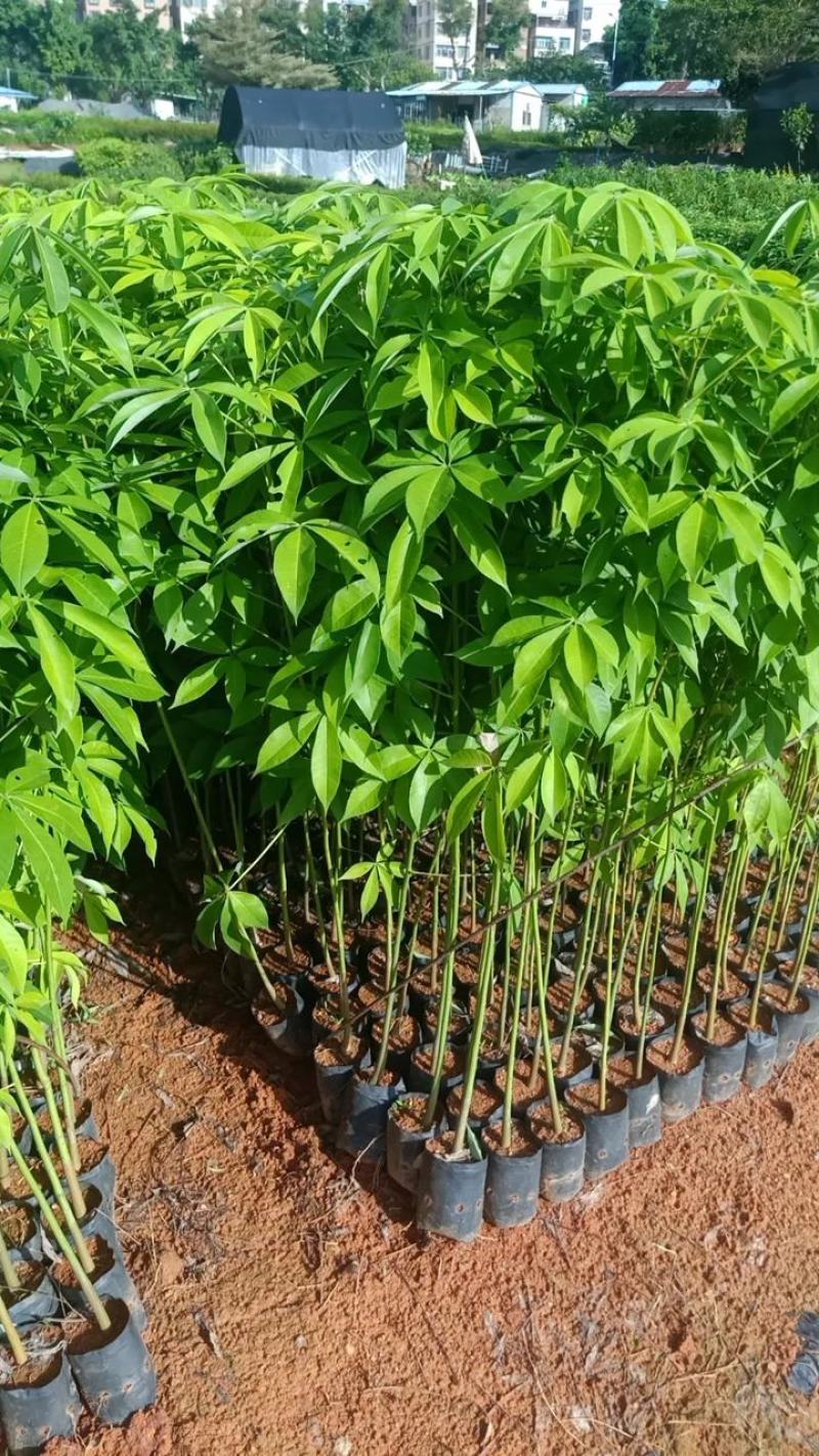 大椱木棉乔灌木木棉花绿化木路边种植种苗绿化工程树苗