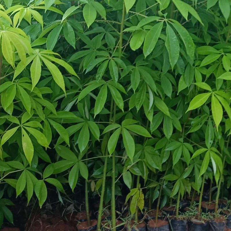 大椱木棉乔灌木木棉花绿化木路边种植种苗绿化工程树苗