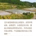 基地批发山泉流水养殖红尾鲤鱼放钓食用鲜活鲤鱼