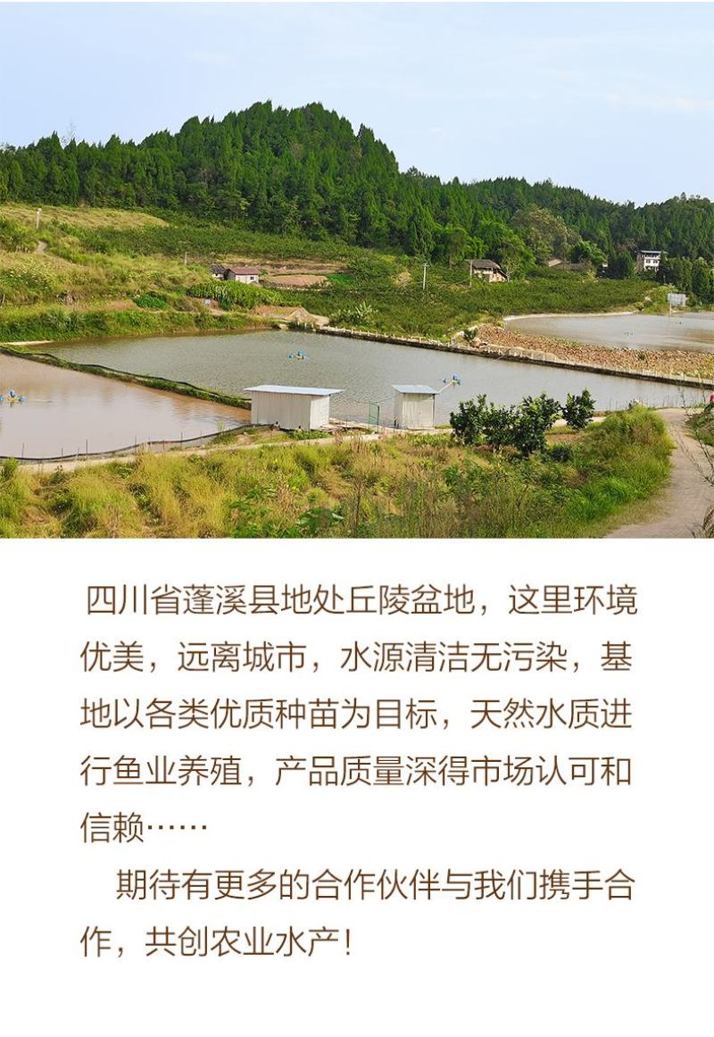 基地批发山泉流水养殖红尾鲤鱼放钓食用鲜活鲤鱼