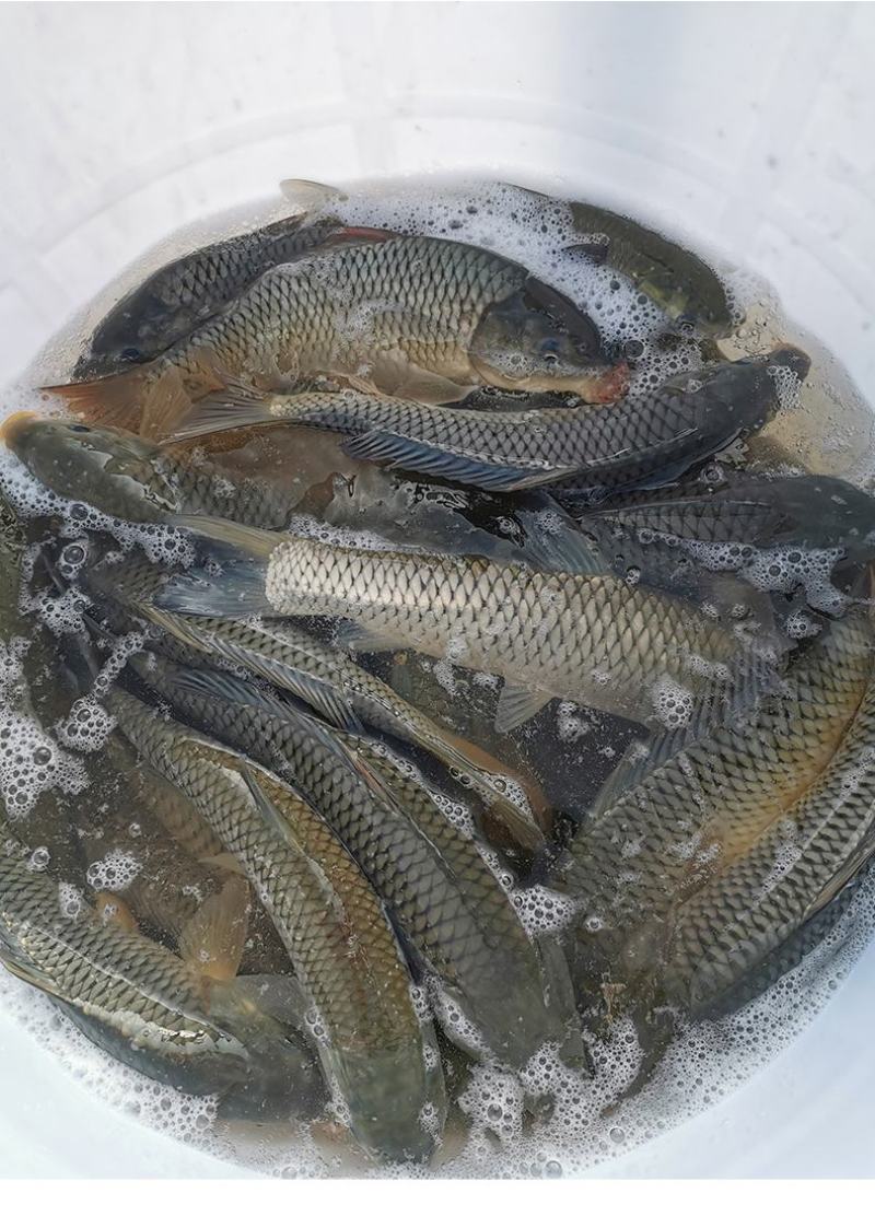 基地批发山泉流水养殖红尾鲤鱼放钓食用鲜活鲤鱼