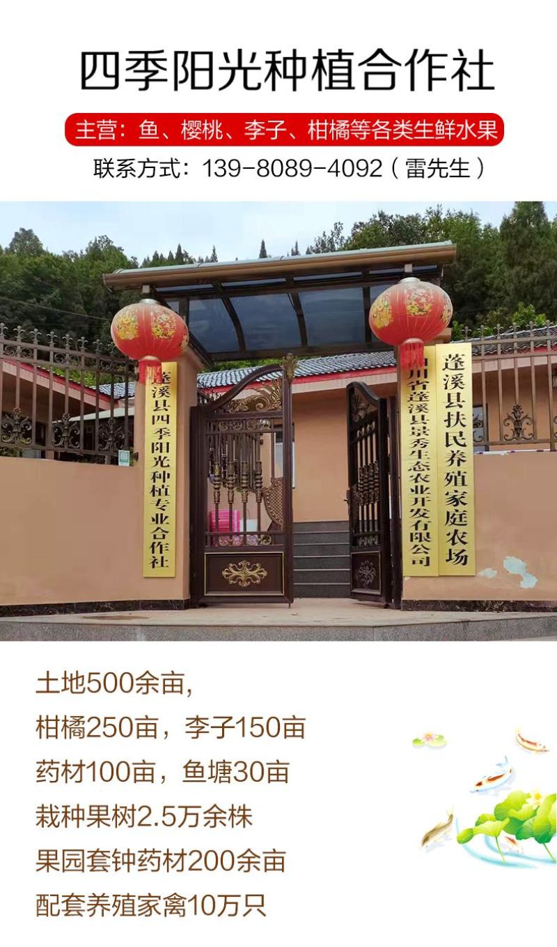 基地批发山泉流水养殖红尾鲤鱼放钓食用鲜活鲤鱼