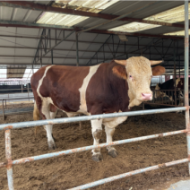 肉牛育肥牛三元五元杂交牛黄牛花牛批发肉牛犊