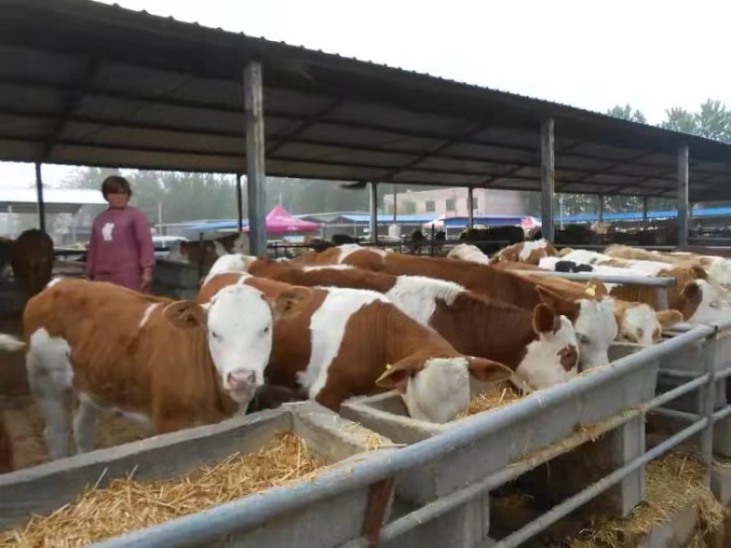肉牛育肥牛三元五元杂交牛黄牛花牛批发肉牛犊
