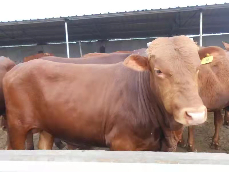 肉牛育肥牛三元五元杂交牛黄牛花牛批发肉牛犊