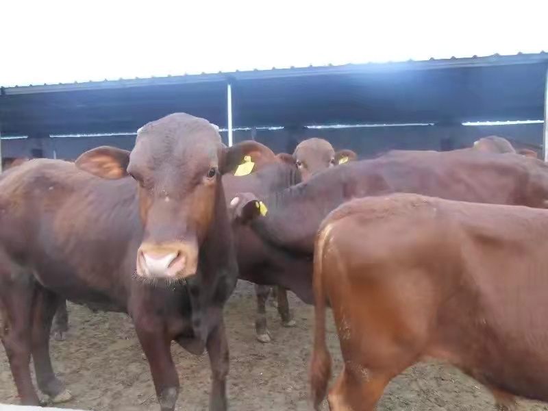 肉牛育肥牛三元五元杂交牛黄牛花牛批发肉牛犊