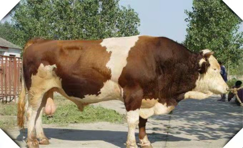 肉牛育肥牛三元五元杂交牛黄牛花牛批发肉牛犊