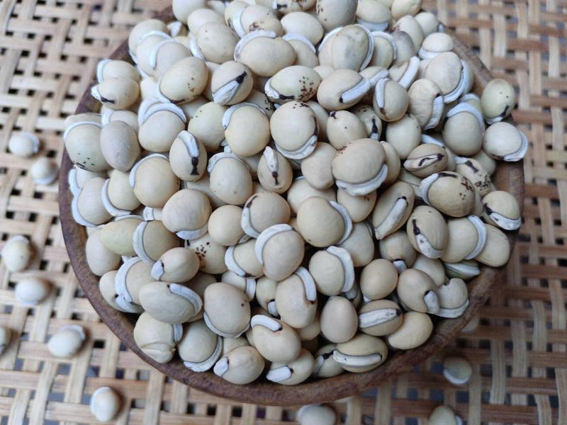 云南农家自种白扁豆大颗粒的花斑白扁豆需要大量的联系我