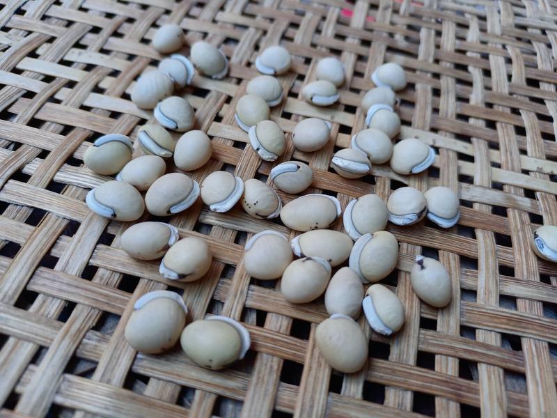 云南农家自种白扁豆大颗粒的花斑白扁豆需要大量的联系我
