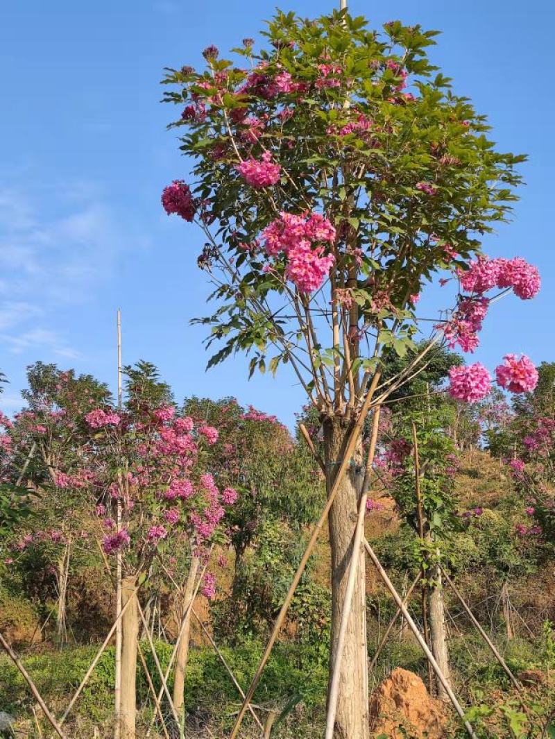 紫花风铃木，多花行道树，枫铃木