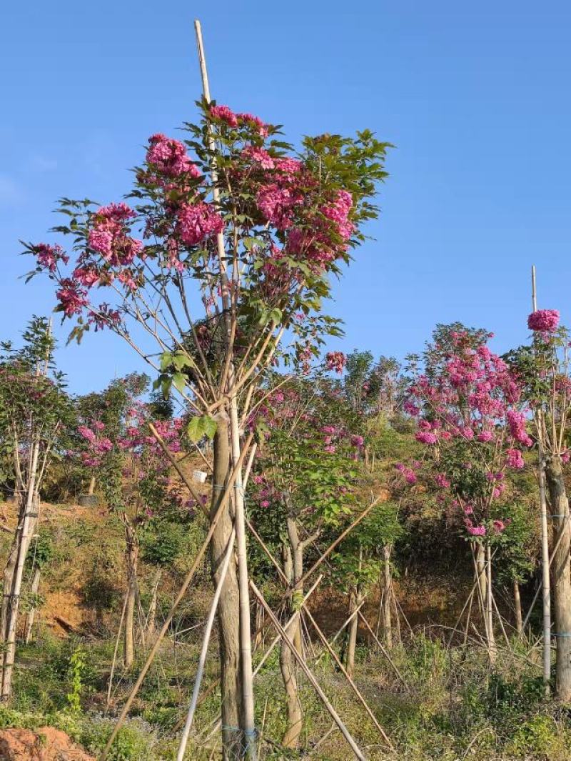 紫花风铃木，多花行道树，枫铃木