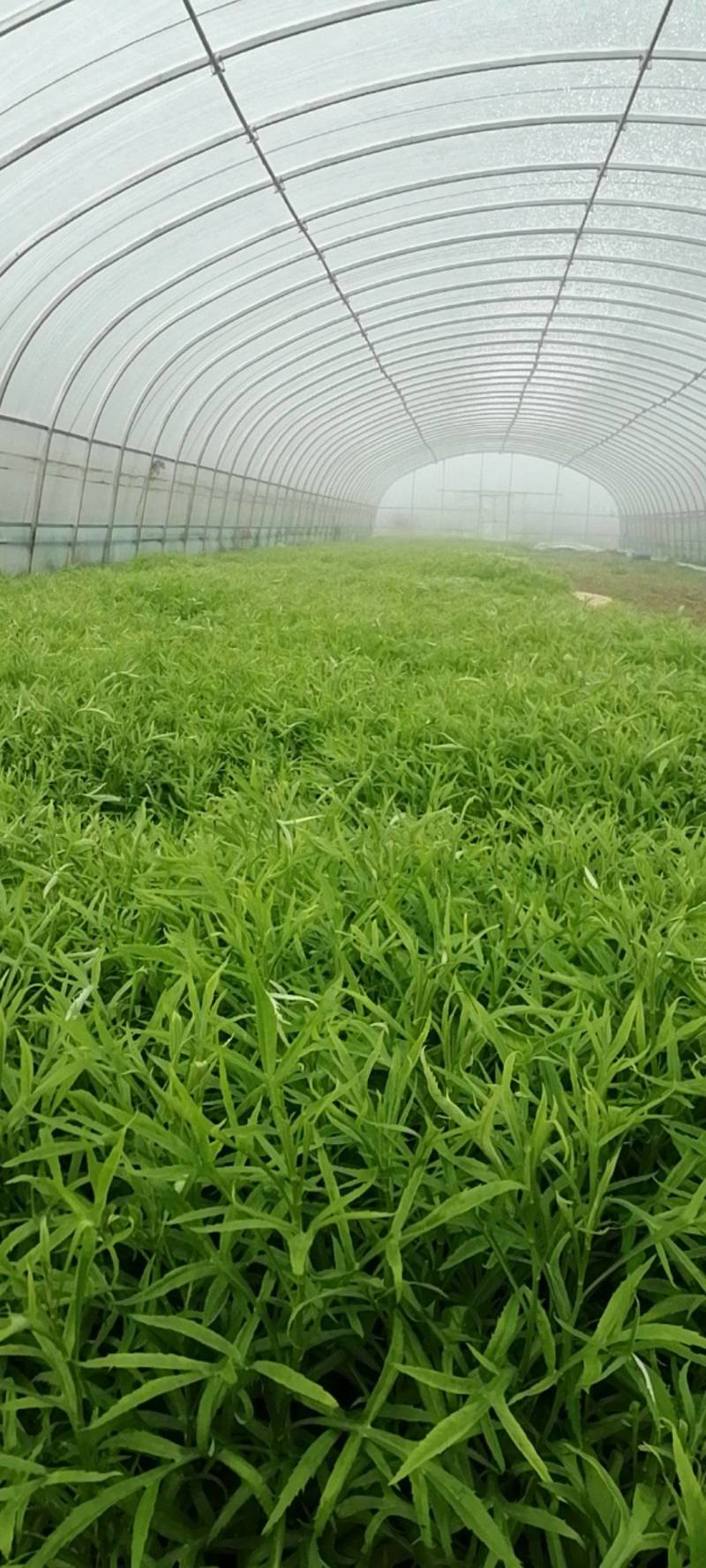 湖北仙桃市本地泥蒿绿杆香味十足价格优惠