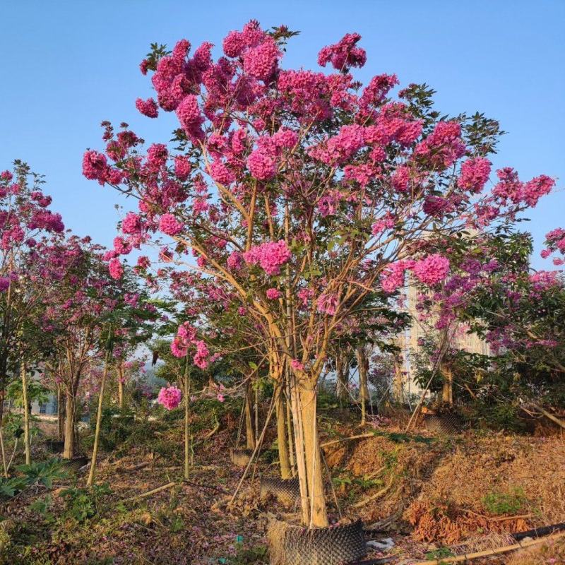紫花风铃木，多花行道树，枫铃木