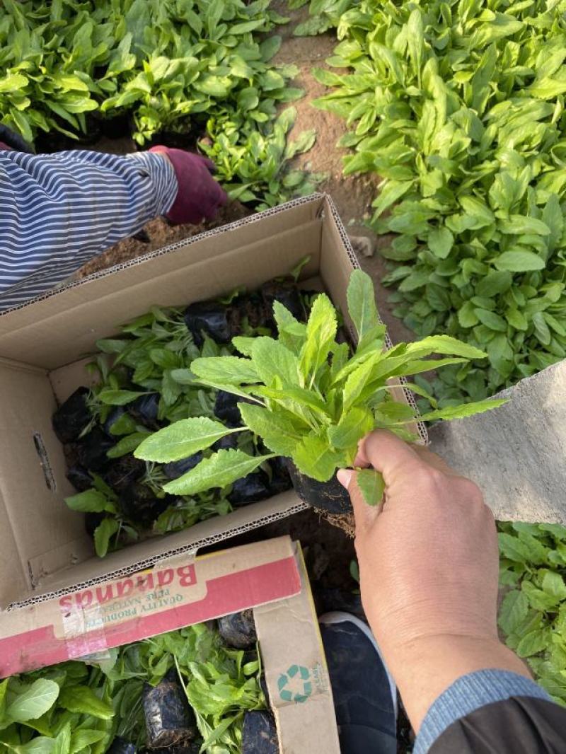 蓝花鼠尾草农户价格蓝花鼠尾草自产自销。600万株