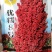 优糯8号高粱种子，200克，抗病高产，一种两收