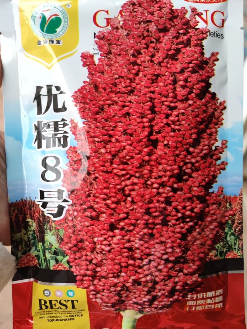 优糯8号高粱种子，200克，抗病高产，一种两收