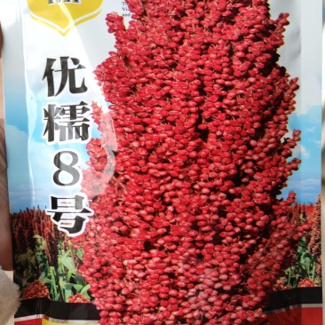 优糯8号高粱种子，200克，抗病高产，一种两收