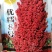 优糯8号高粱种子，200克，抗病高产，一种两收