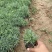 地被石竹种植基地自产自销地被石竹50万。