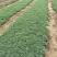 地被石竹种植基地自产自销地被石竹50万。