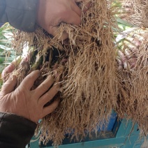 湖北宜昌红根蒜苗