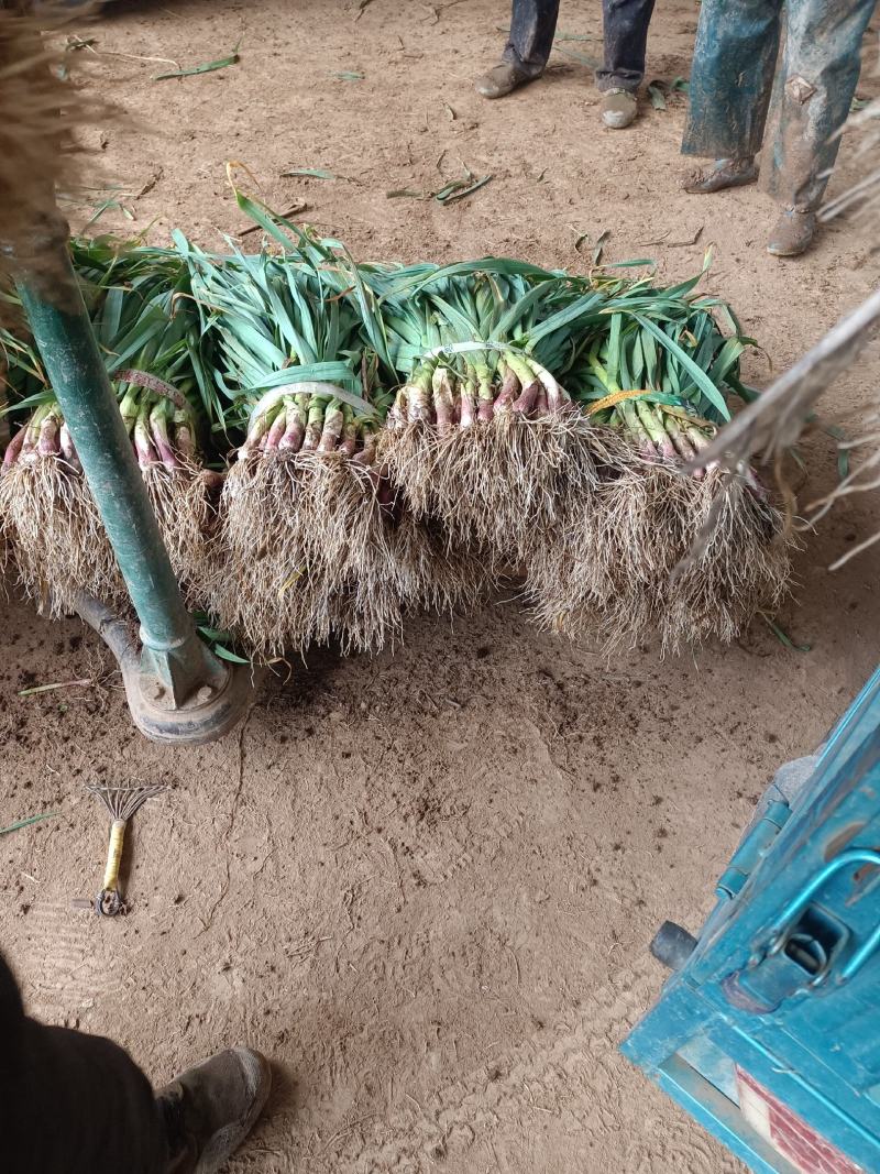 湖北宜昌红根蒜苗