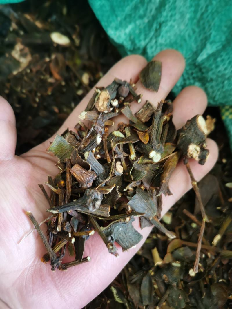 槲寄生，核桃寄生草，桑寄生