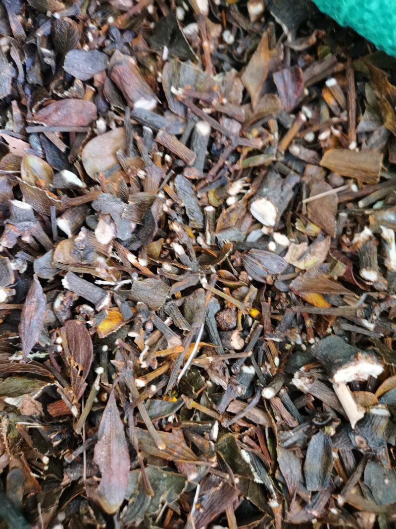 槲寄生，核桃寄生草，桑寄生