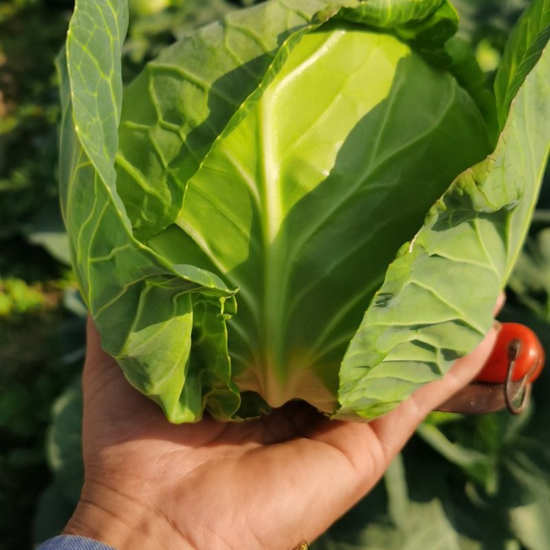 福建漳浦甘蓝菜圆包菜精品货精美包装大量上市欢迎联系