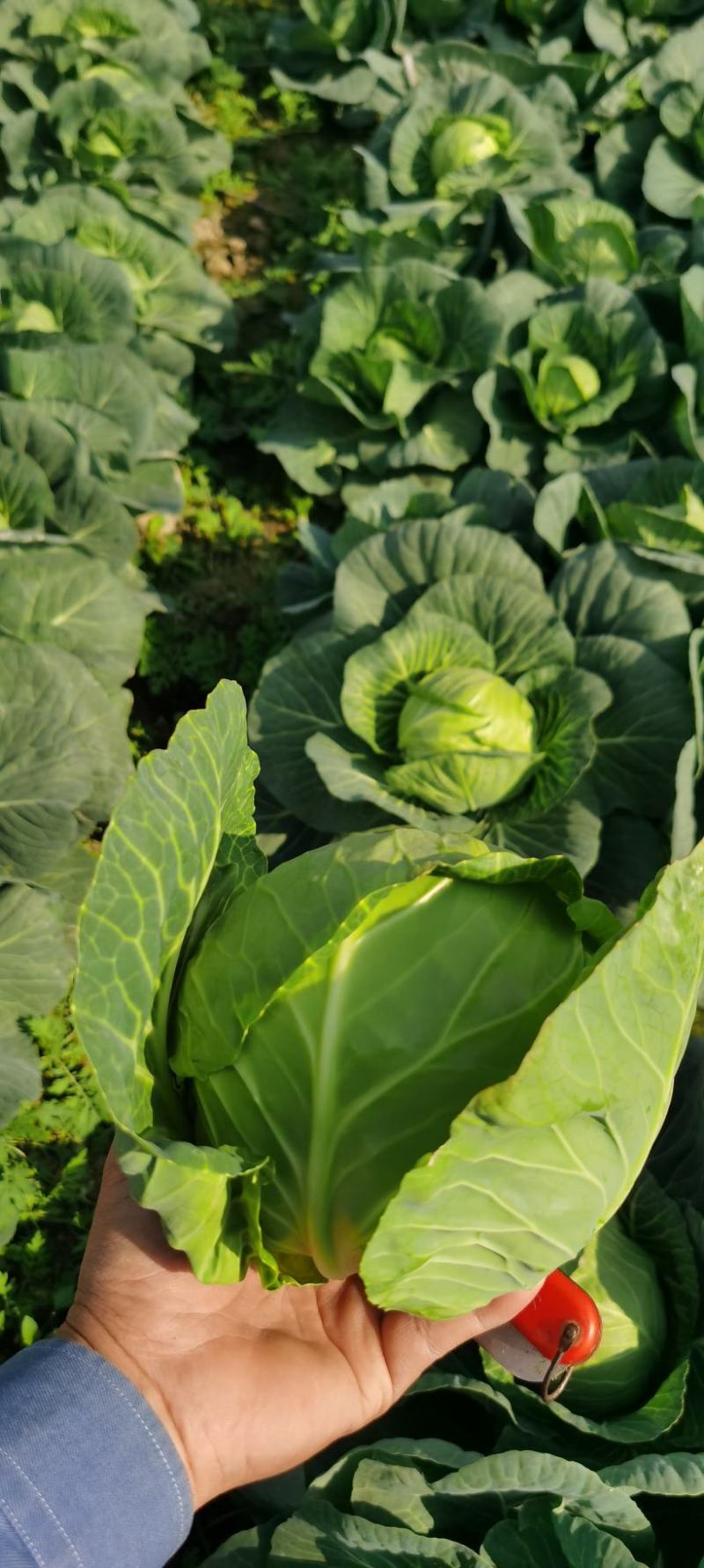 福建漳浦甘蓝菜圆包菜精品货精美包装大量上市欢迎联系