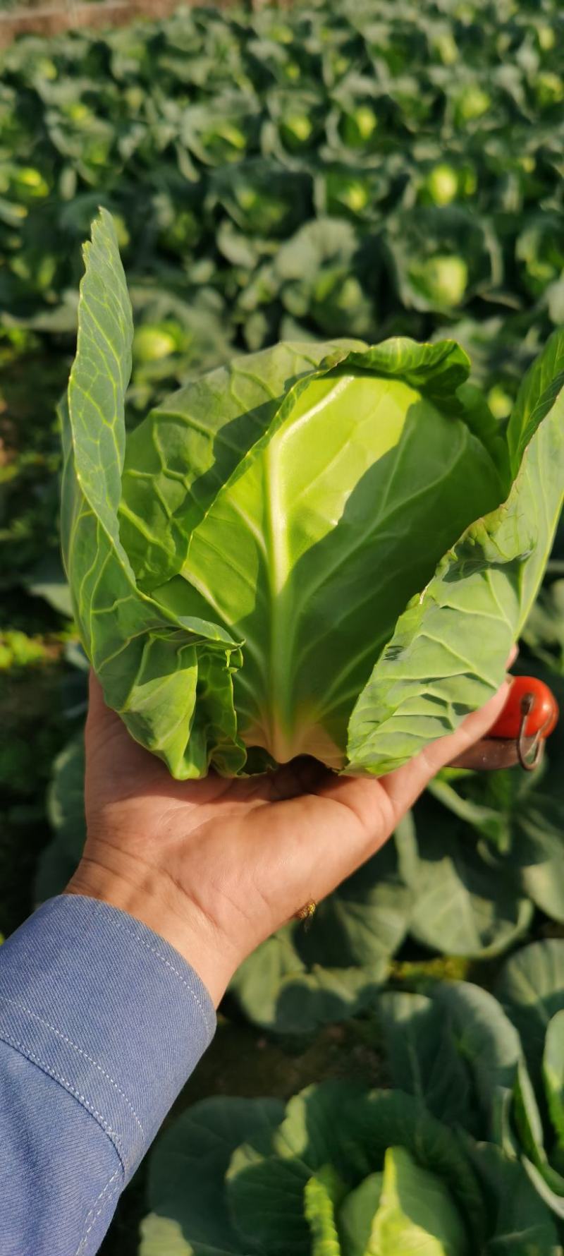 福建漳浦甘蓝菜圆包菜精品货精美包装大量上市欢迎联系