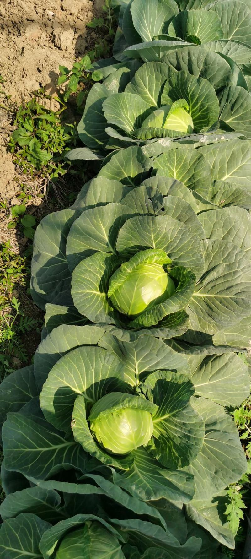 福建漳浦甘蓝菜圆包菜精品货精美包装大量上市欢迎联系