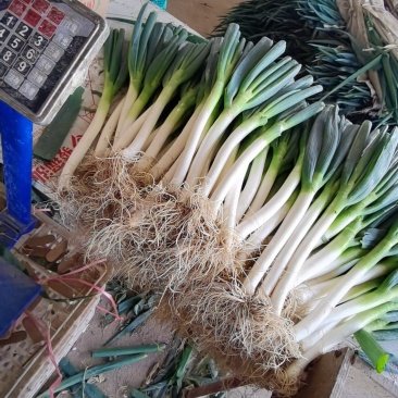 【精选】漳州市漳浦县长白大葱大量上市售后无忧保质保量