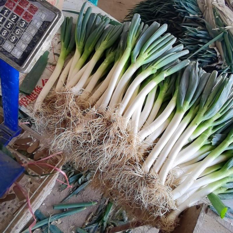 【精选】漳州市漳浦县长白大葱大量上市售后无忧保质保量