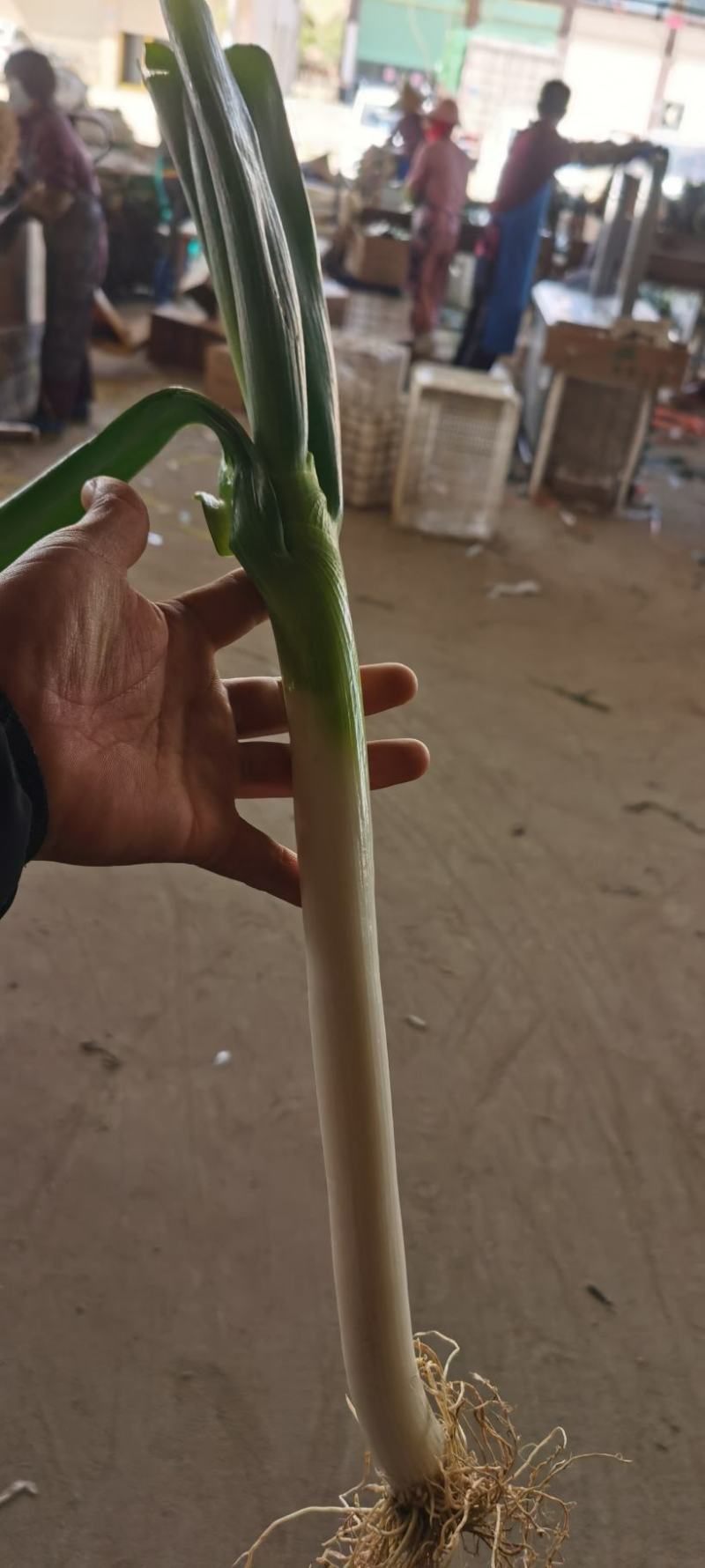 【精选】漳州市漳浦县长白大葱大量上市售后无忧保质保量