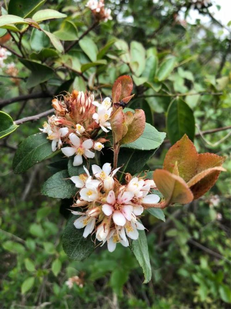 迎春花石斑木